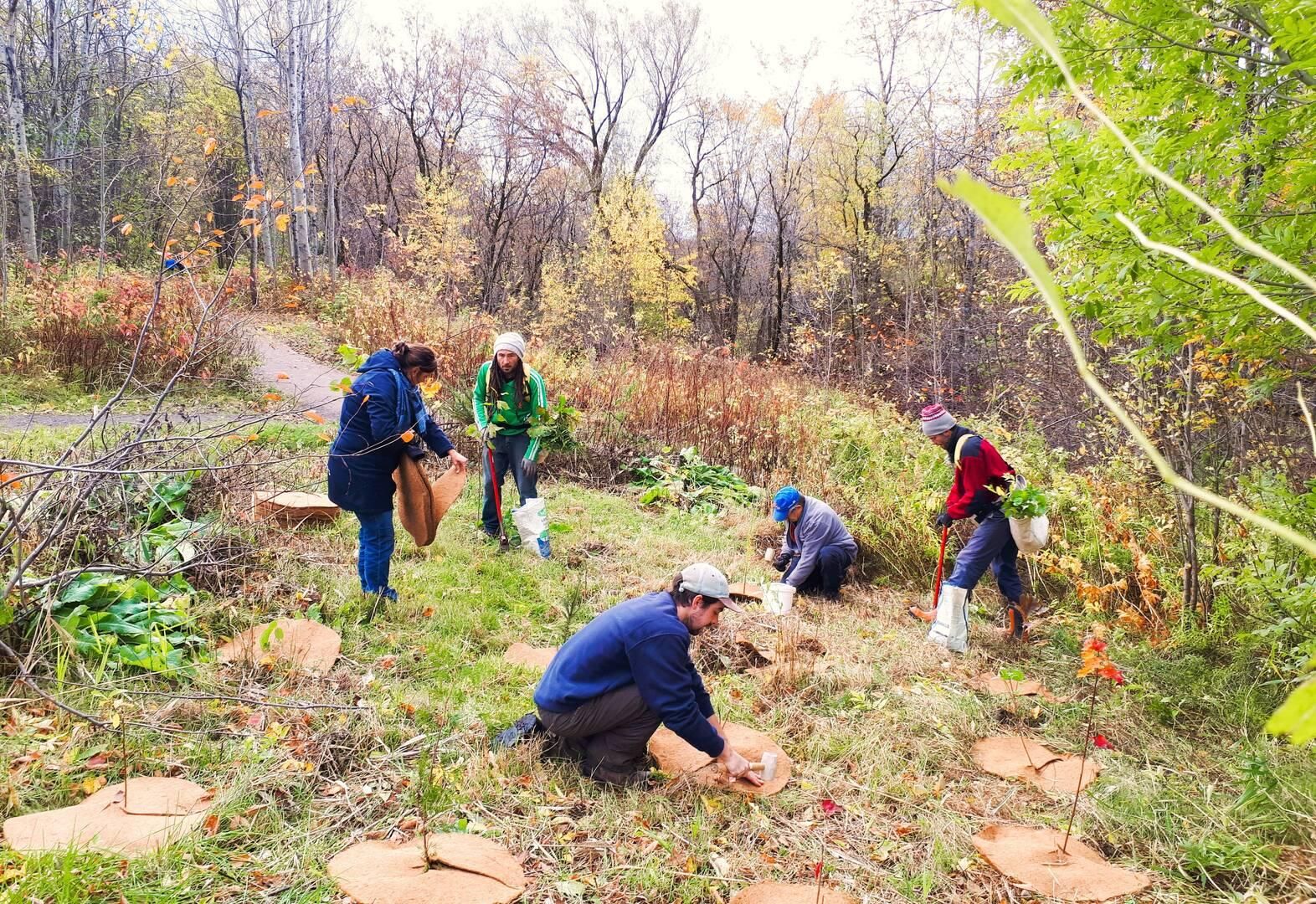 Plantation d’arbres et d’arbustes